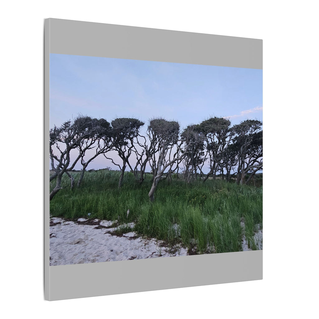 Coastal Windblown Trees Canvas