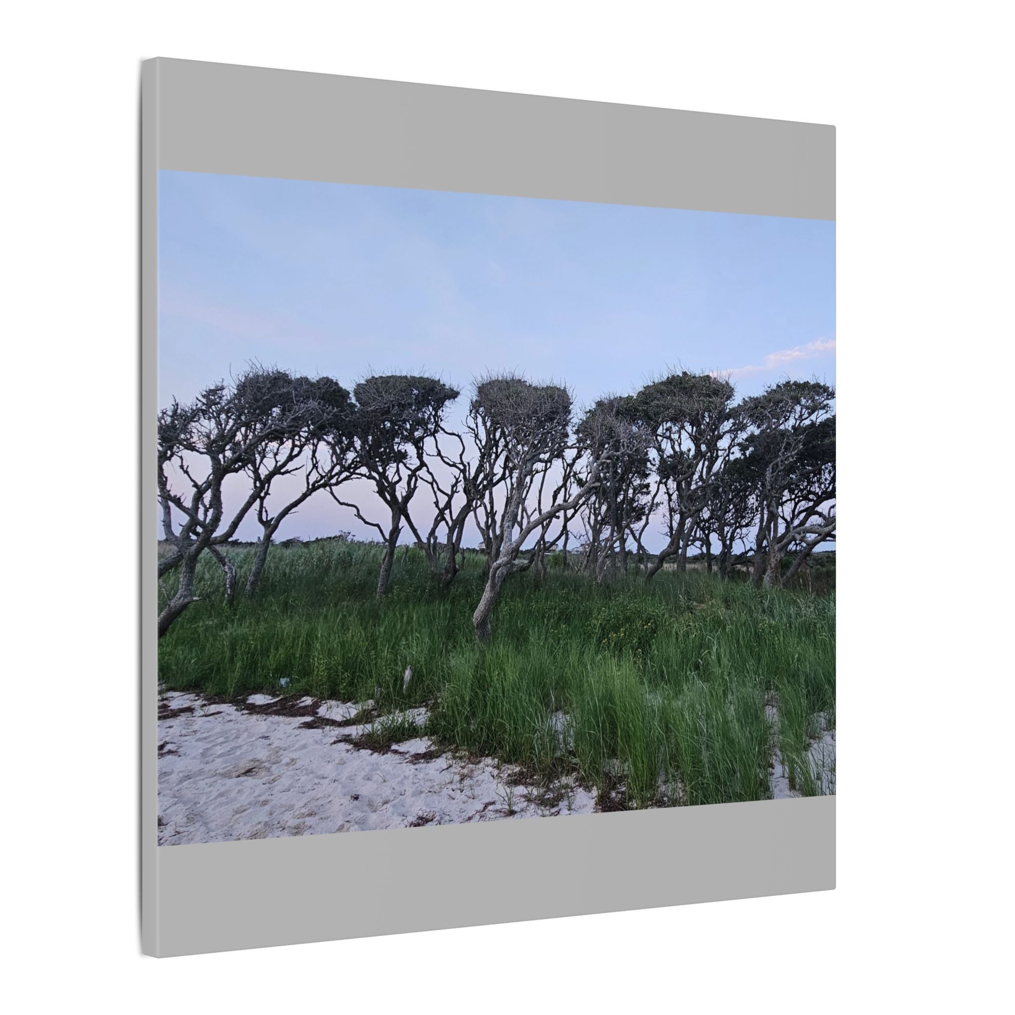 Coastal Windblown Trees Canvas
