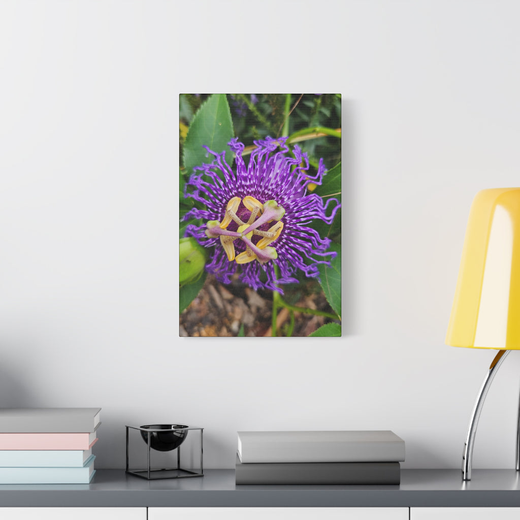 Purple Passionflower Close-Up Matte Canvas Print (Stretched)