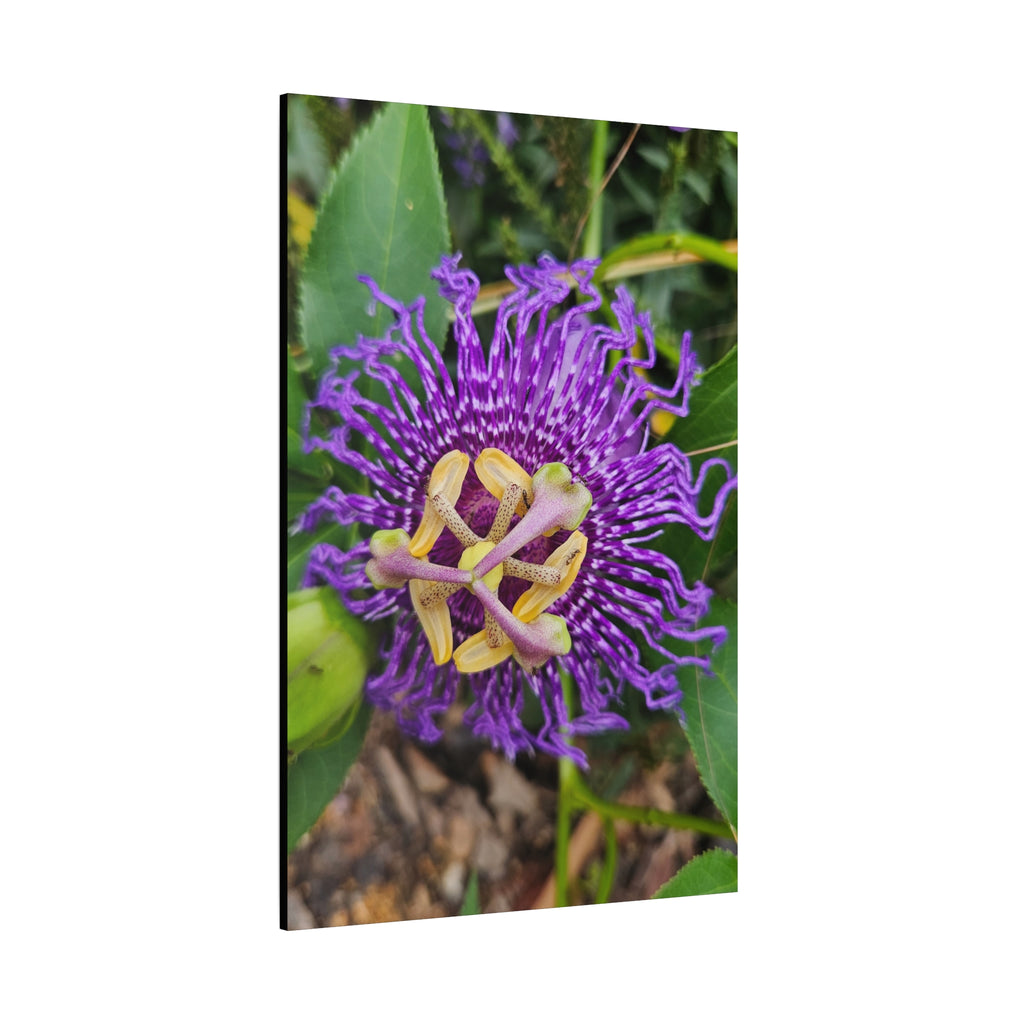 Purple Passionflower Close-Up Matte Canvas Print (Stretched)