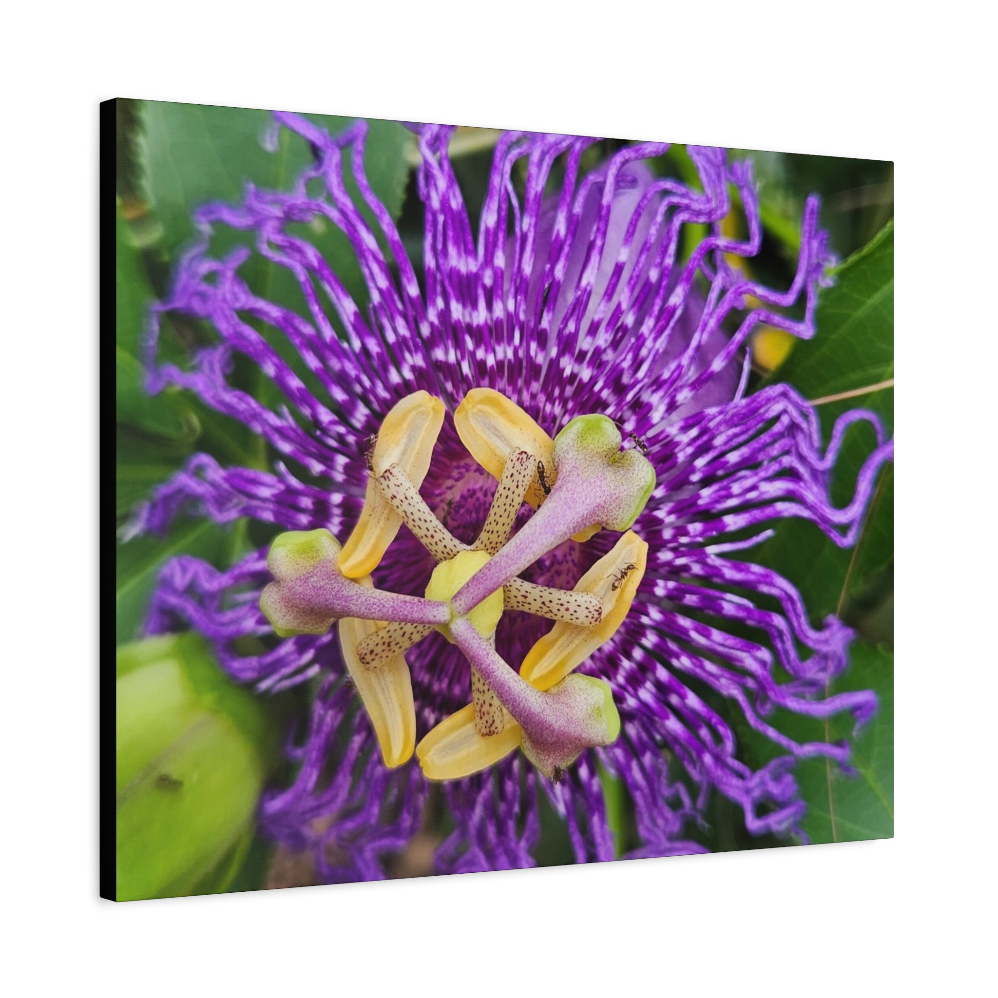 Purple Passionflower Close-Up Matte Canvas Print (Stretched)