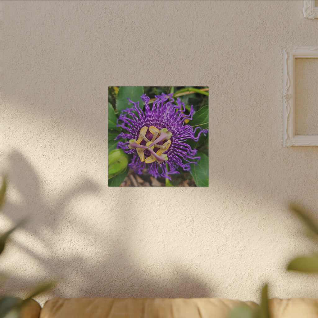 Purple Passionflower Botanical Canvas