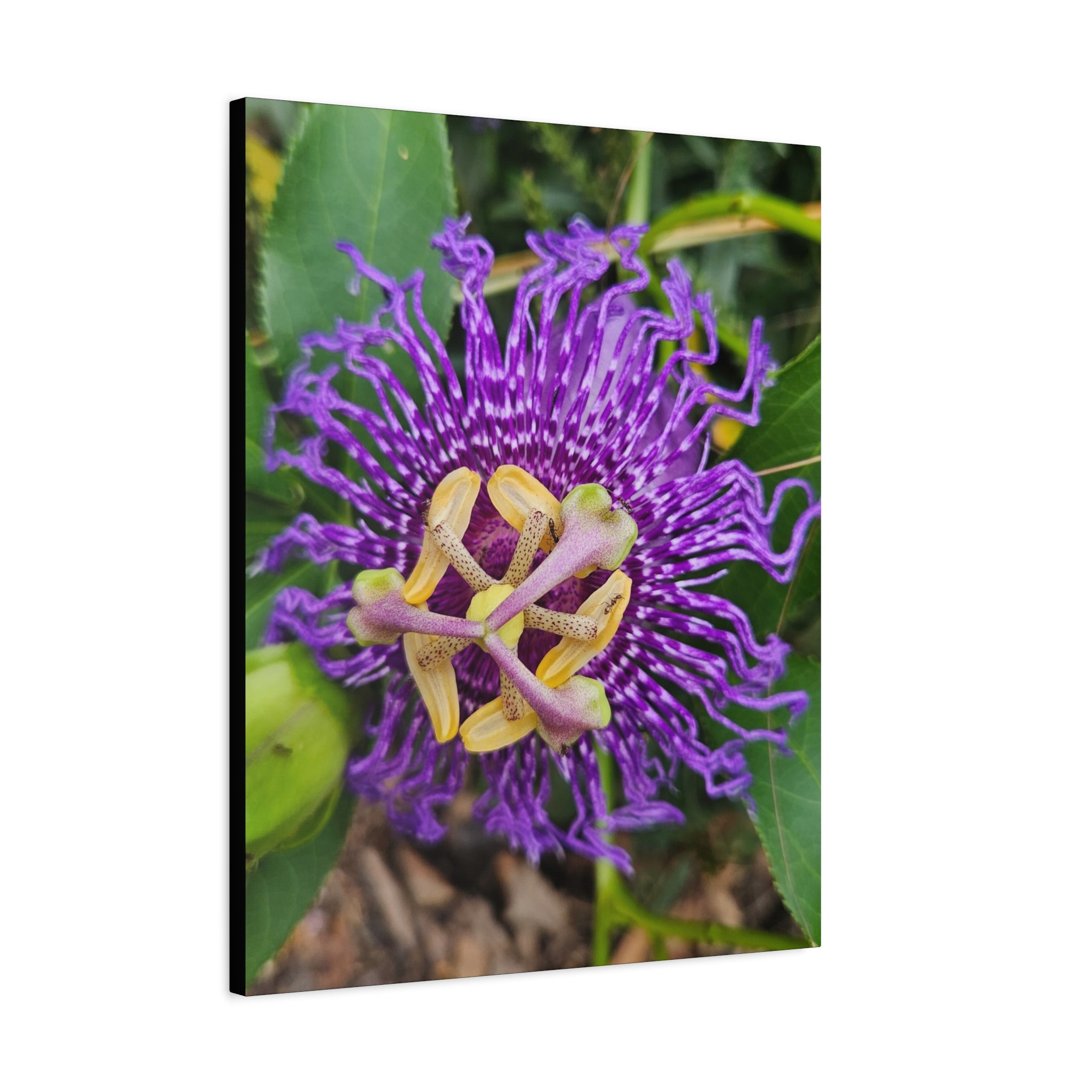 Purple Passionflower Close-Up Matte Canvas Print (Stretched)