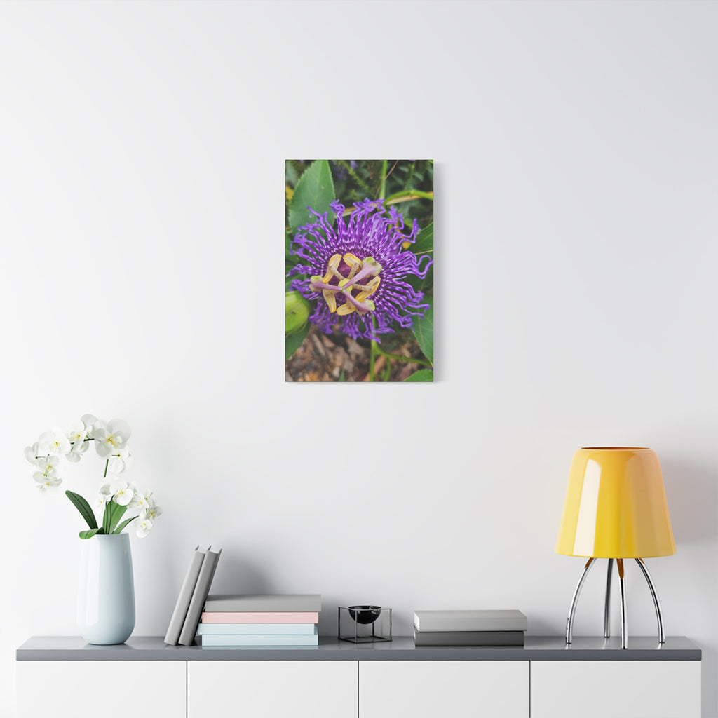 Purple Passionflower Close-Up Matte Canvas Print (Stretched)