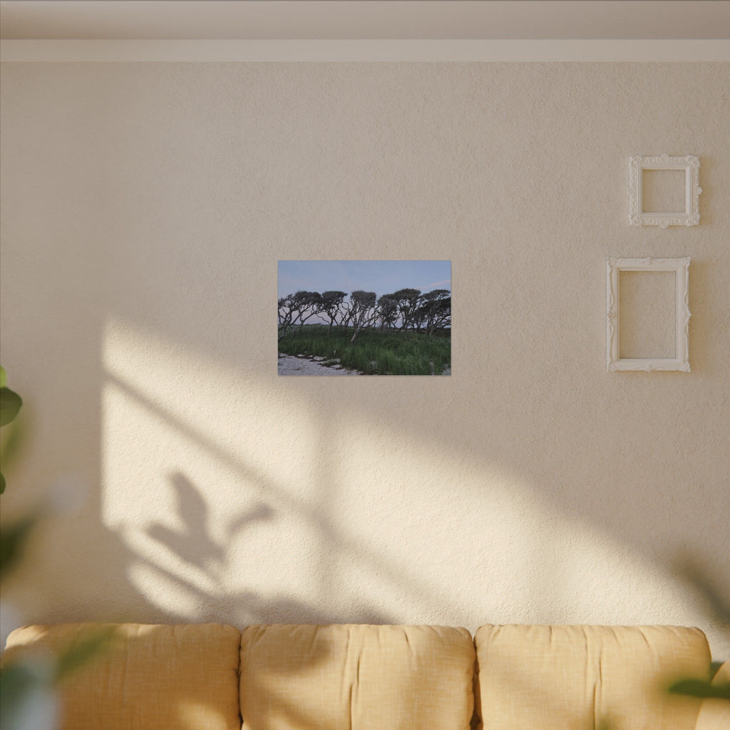 Coastal Windblown Trees Canvas