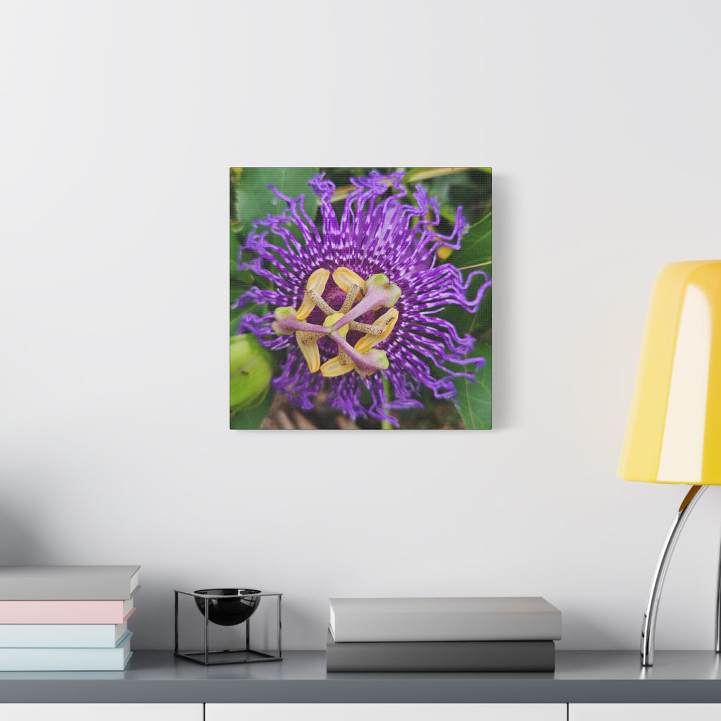 Purple Passionflower Close-Up Matte Canvas Print (Stretched)