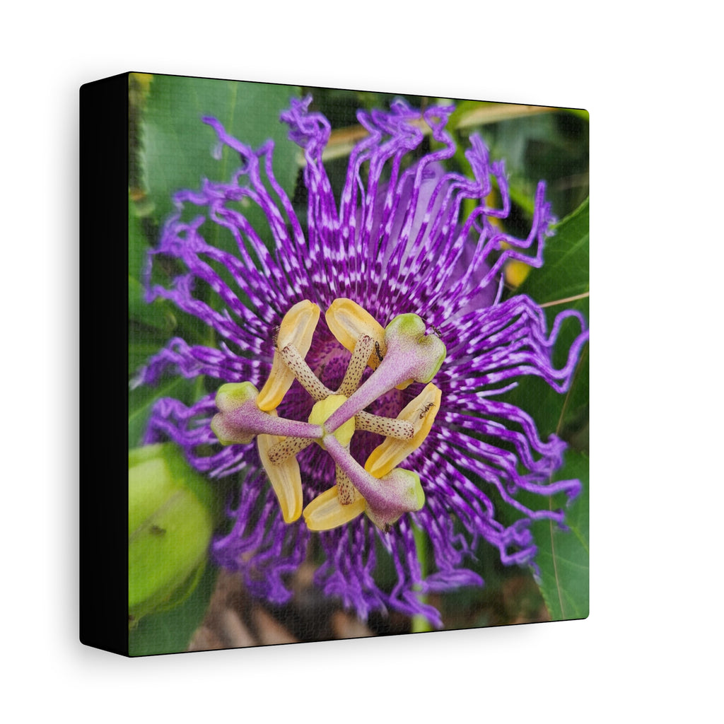 Purple Passionflower Close-Up Matte Canvas Print (Stretched)