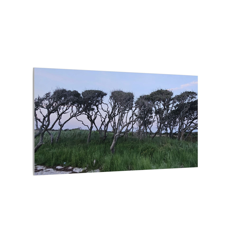 Coastal Windblown Trees Canvas