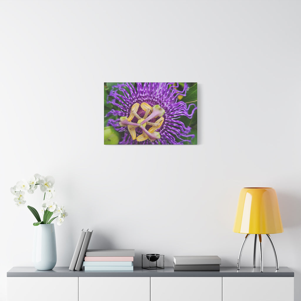 Purple Passionflower Close-Up Matte Canvas Print (Stretched)